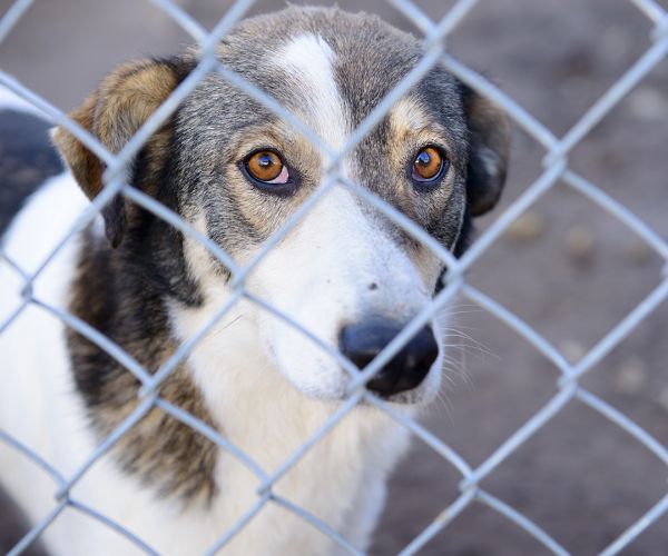 Προτάσεις για την διαχείριση αδέσποτων στον δήμο Άργους-Μυκηνών