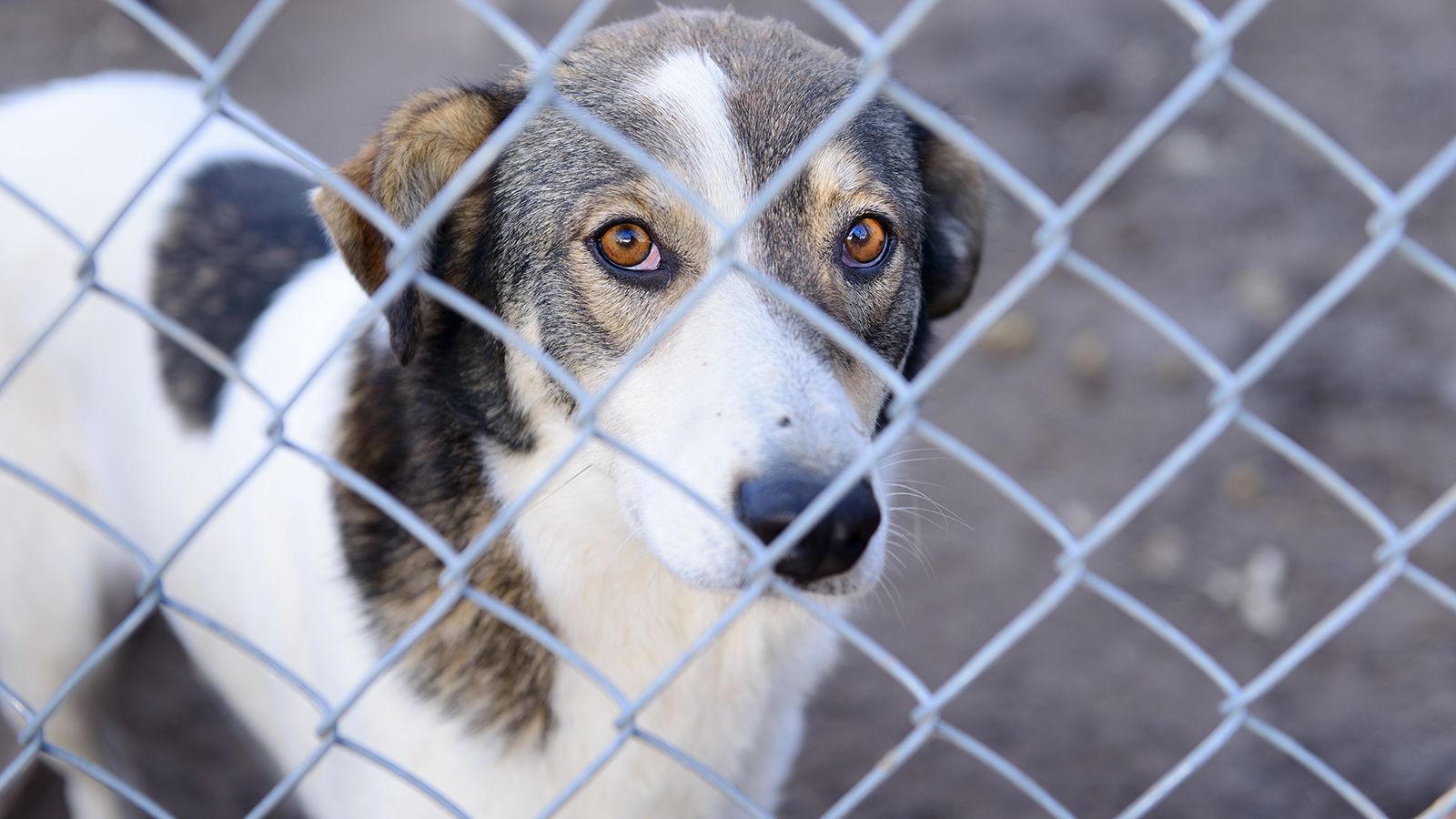 Προτάσεις για την διαχείριση αδέσποτων στον δήμο Άργους-Μυκηνών