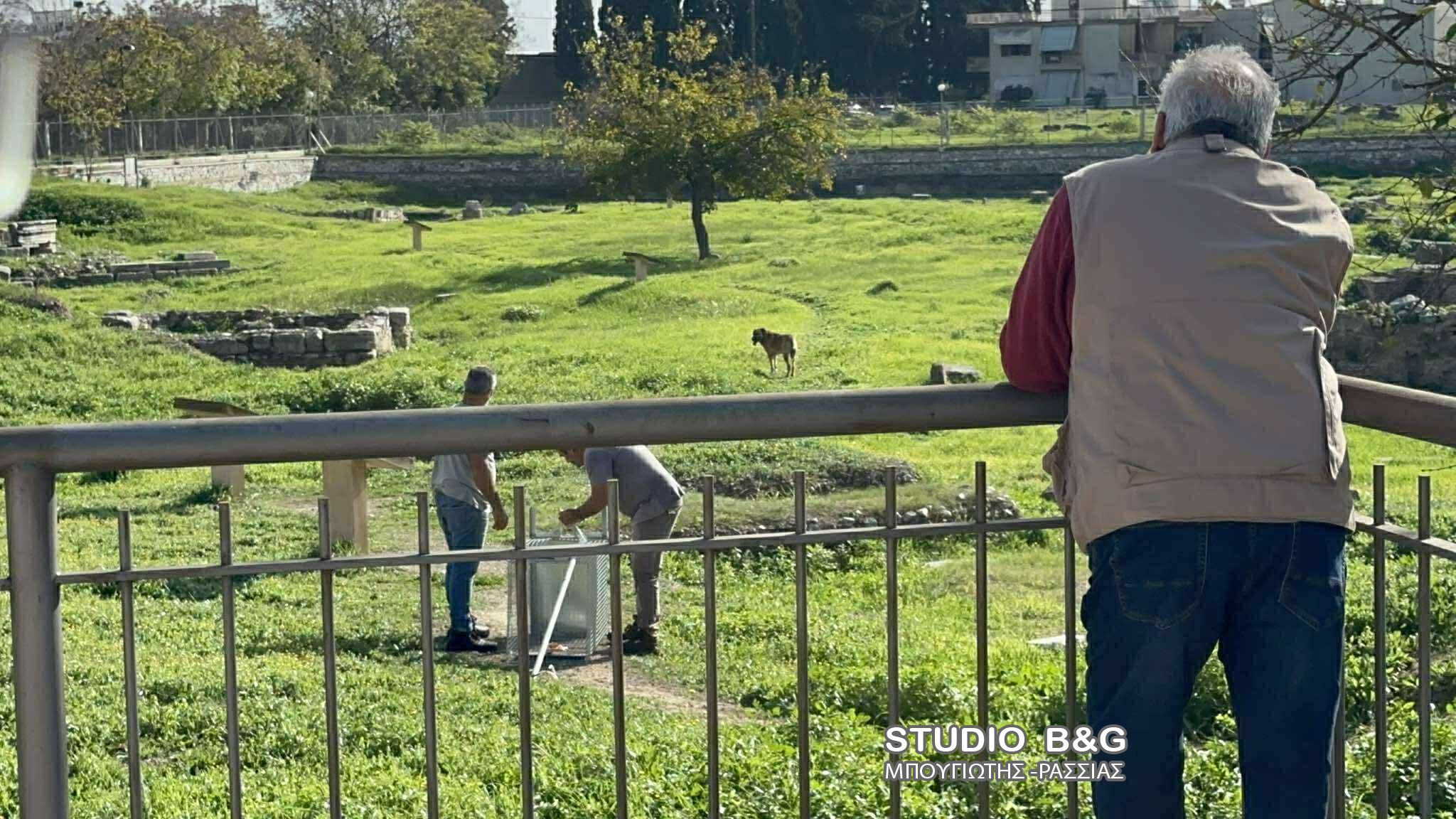 Επίθεση σκύλων σε άτυχη 17χρονη