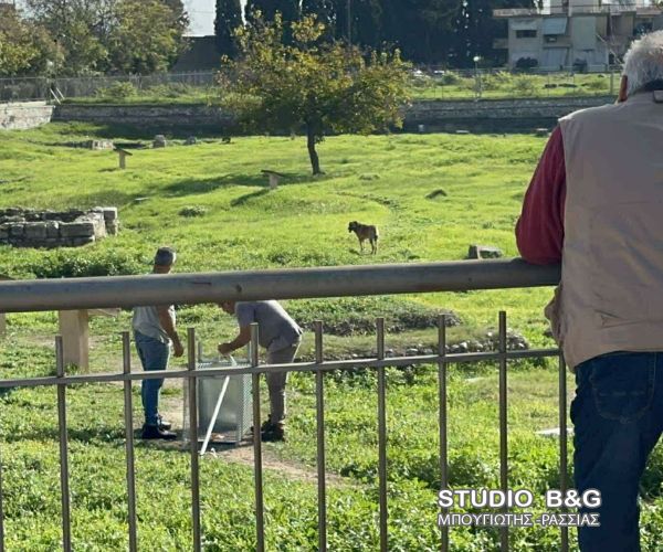 Επίθεση σκύλων σε άτυχη 17χρονη